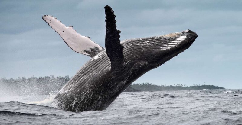 From Samaná: Whale Watching and Cayo Levantado Boat Tour - Cayo Levantado Island