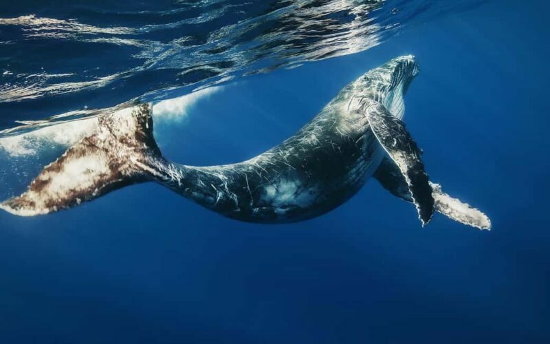 From Samaná: Whale Watching and Cayo Levantado Island Tour - Key Points