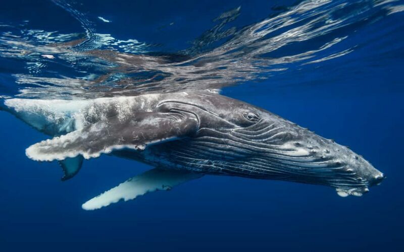 From Samaná: Whale Watching and Cayo Levantado Island Tour - FAQ