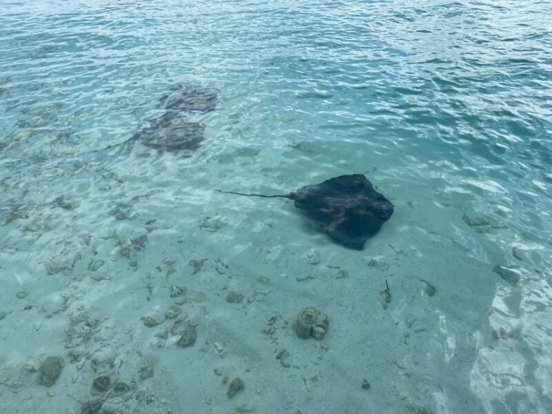 From San Andres: Cayo Acuario Tour - Key Points
