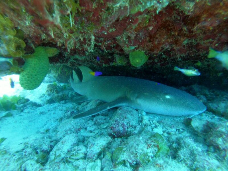 From San Andres: Cayo Acuario Tour - Inclusions and Exclusions