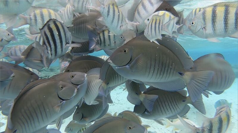 From San Andres: Cayo Acuario Tour - Participant Restrictions