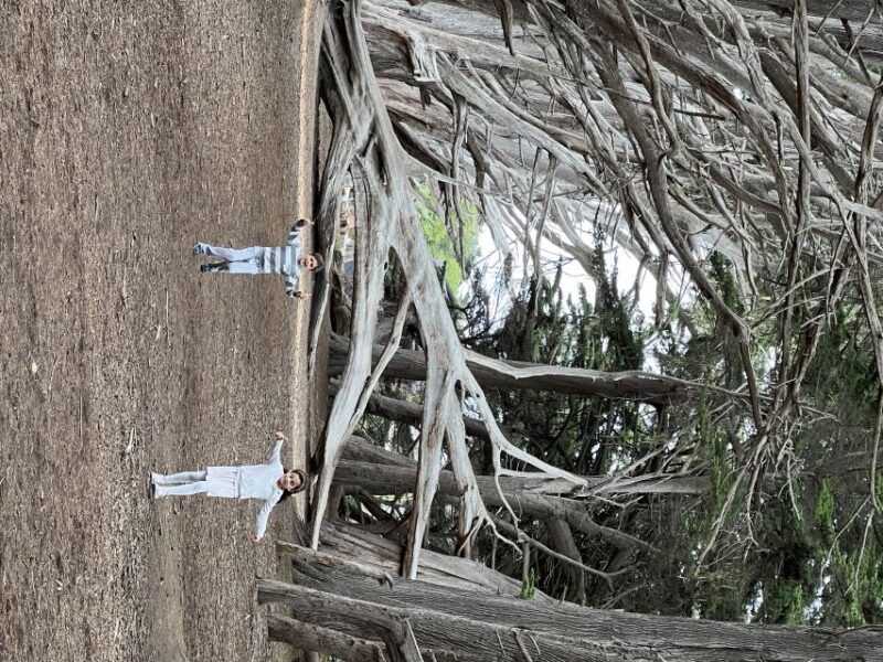 From San Francisco: Carmel, Monterey & Big Sur Private Tour - Customer Reviews and Ratings