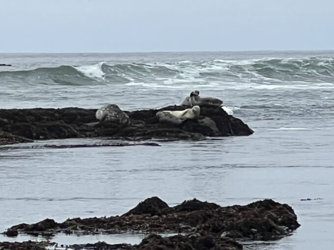 From San Francisco: Carmel, Monterey & Big Sur Private Tour - Scenic Route Through Coastal Towns