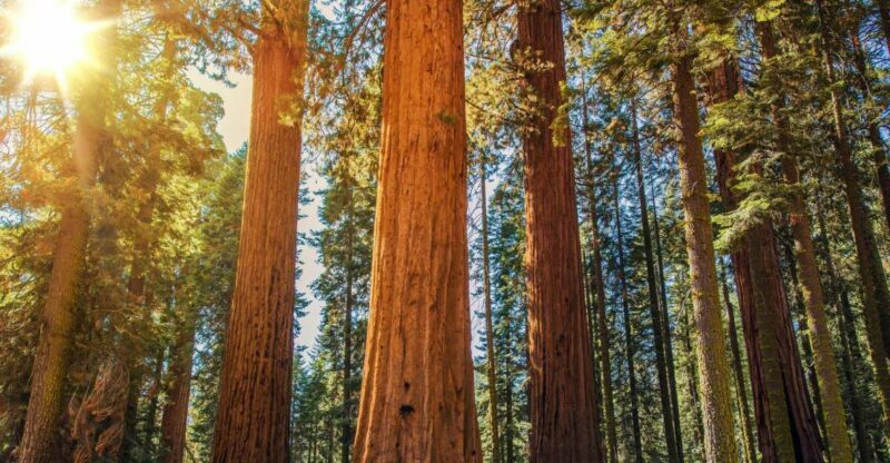 From San Francisco: Guided Muir Woods Excursion - A Complete Look at the Guided Muir Woods Excursion