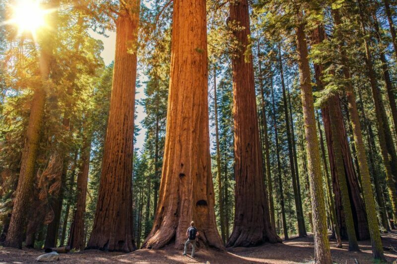 From San Francisco: Guided Muir Woods Excursion - Final Thoughts