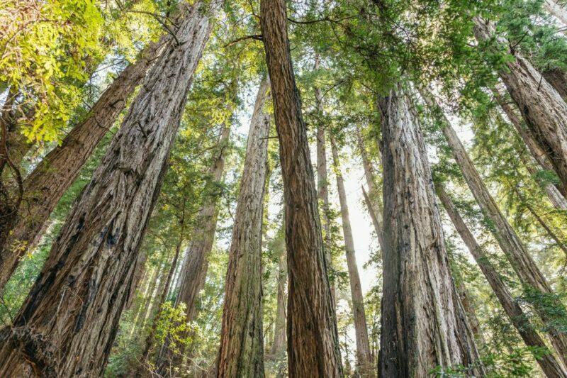 From San Francisco: Guided Muir Woods Tour - First Impressions: Is This Tour Right for You?