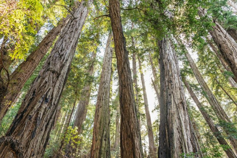 From San Francisco: Guided Muir Woods Tour - Inclusions and Exclusions