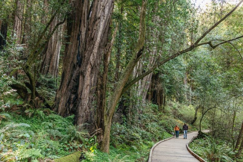 From San Francisco: Guided Muir Woods Tour - Participant Information
