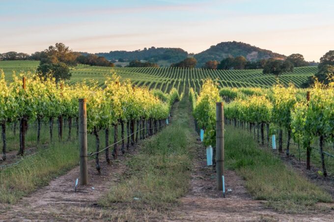 From San Francisco: Guided Napa & Sonoma Wine Country Tour - Dining and Shopping