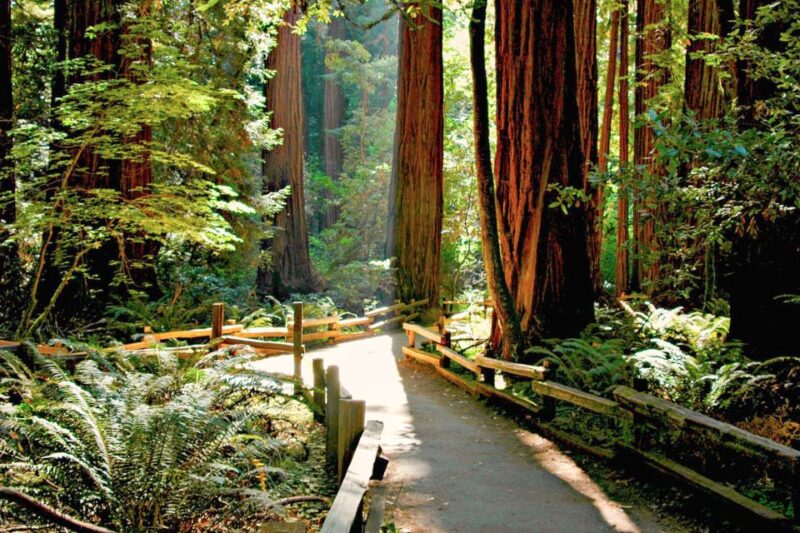 From San Francisco: Muir Woods and Sausalito Half-Day Trip - Participant Information