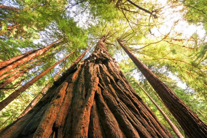 From San Francisco: Muir Woods and Sausalito Half-Day Trip - Exploring Muir Woods