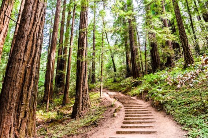 From San Francisco: Muir Woods and Sausalito Half-Day Trip - Frequently Asked Questions