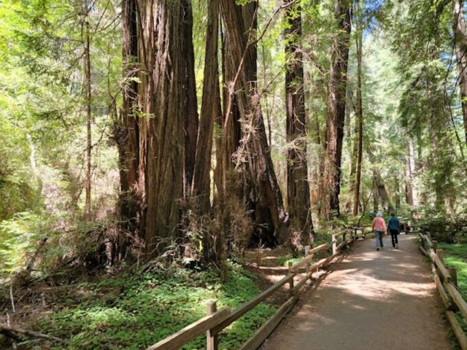 From San Francisco: Private Muir Woods and Napa Wine Tour - Exploring Muir Woods National Park