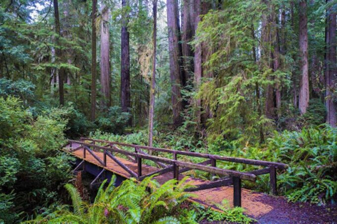 From San Francisco: Private Muir Woods and Napa Wine Tour - Sipping Napa and Sonoma Wines