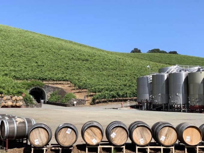 From San Francisco: Private Muir Woods and Napa Wine Tour - Capturing Iconic Bay Area Views