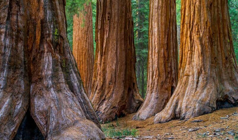 From San Francisco: Redwoods, Coast, and Sausalito Tour - The Realistic Expectations