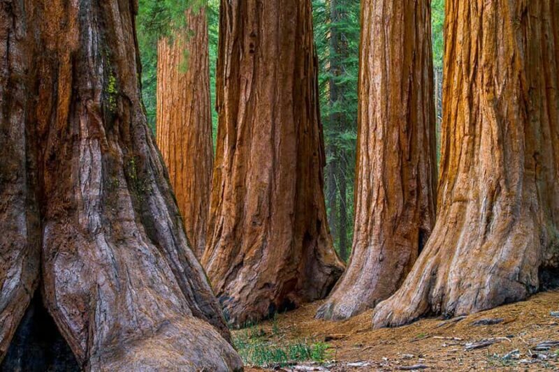 From San Francisco: Redwoods Tour and Gourmet Lunch and Wine - Introduction