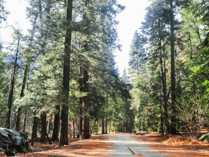 From San Francisco: Yosemite National Park Private Day Tour - Group Size and Cancellation Policy