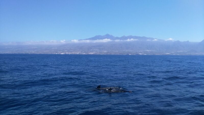 From San Juan Beach : Marine Life Cruise - What to Expect