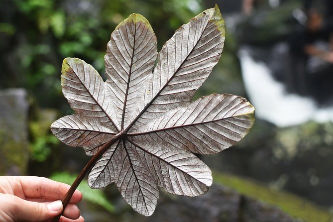 From San Juan: El Yunque Rainforest Hiking Adventure - Suitability for Families and Adventurers
