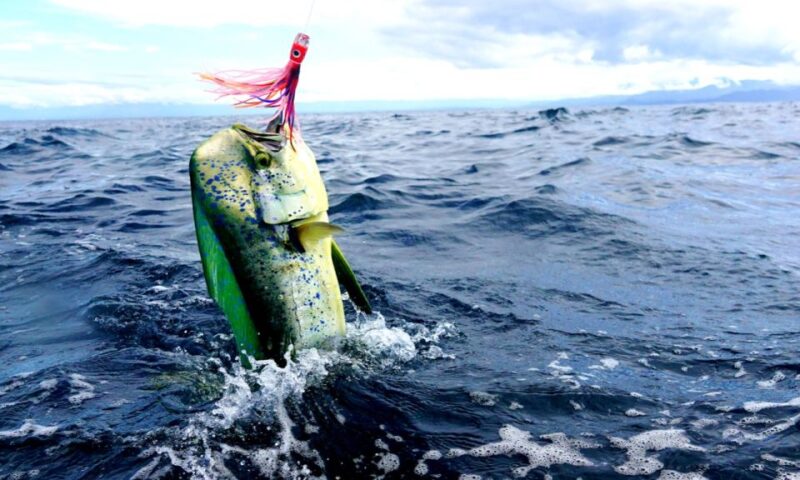 From San Leone: Private Bluefin Tuna Fishing Experience - Experience Description
