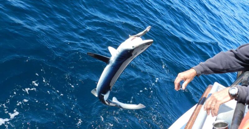 From San Leone: Private Bluefin Tuna Fishing Experience - Included Features