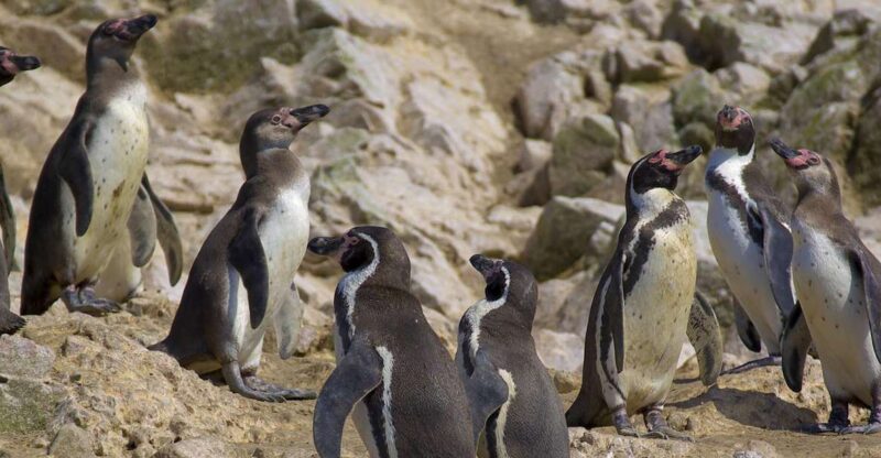 From San Martin: Ballestas Islands and Paracas Reserve - Key Points