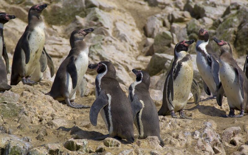From San Martin: Ballestas Islands and Paracas Reserve - Additional Information