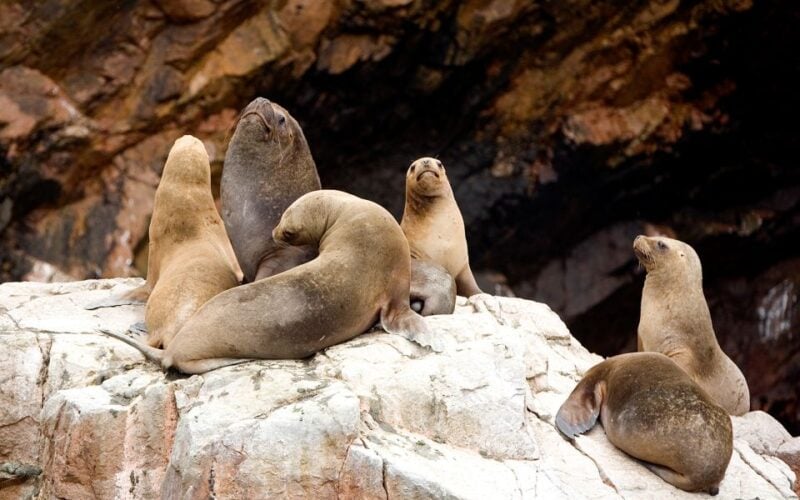 From San Martin Port: 2-Hour Ballestas Island - Key Points