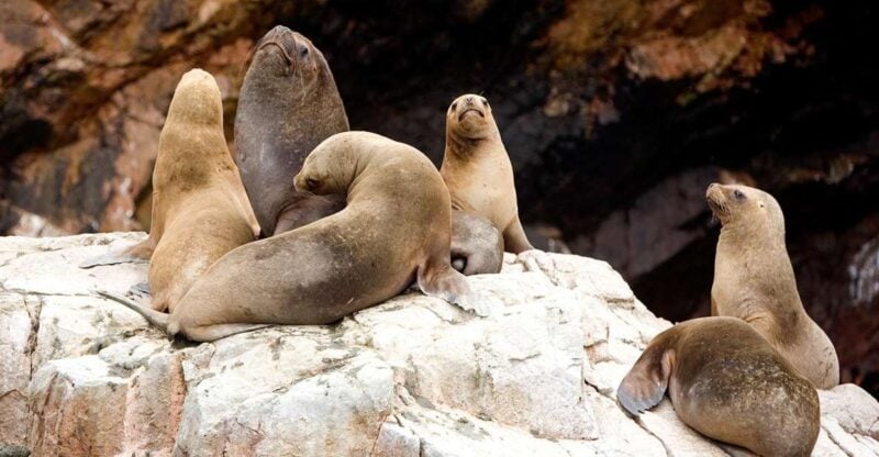 From San Martin Port: 2-Hour Ballestas Island - Booking Information