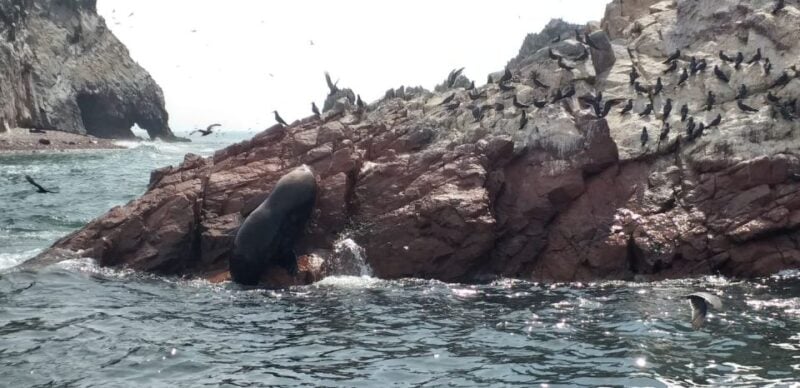 From San Martin Port: 2-Hour Ballestas Island - Inclusions