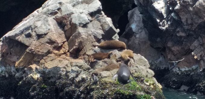 From San Martin Port: 2-Hour Ballestas Island - Wildlife Encounters