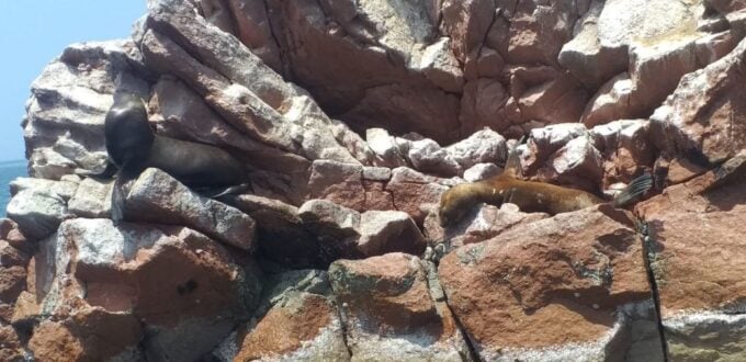 From San Martin Port: 2-Hour Ballestas Island - Candelabro Figure