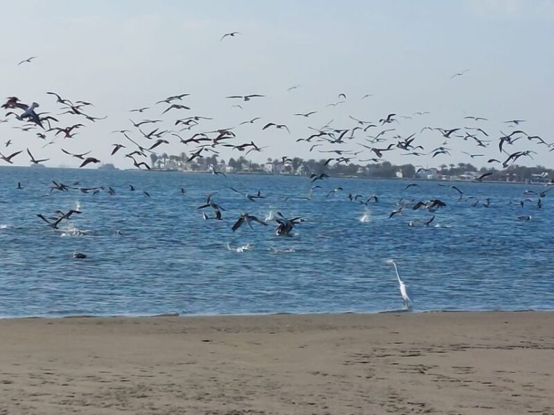 From San Martin Port: Ballestas Island & Paracas Reserve - Geologic Wonders