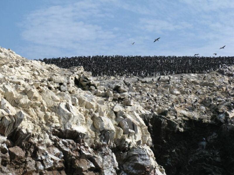 From San Martin Port: Ballestas Islands Tour in Paracas - Tour Highlights and Experience
