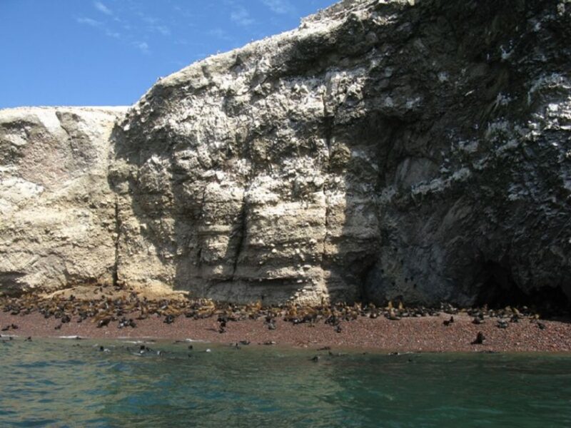 From San Martin Port: Ballestas Islands Tour in Paracas - Customer Reviews and Feedback