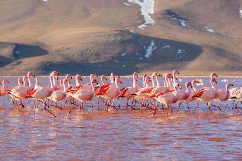 From San Pedro De Atacama | 4-Day Tour to the Uyuni Salt Flat - Important Information