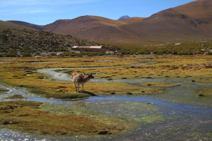 From San Pedro De Atacama: Geysers Del Tatio Half-Day Tour - Hotel Pickup and Drop-off