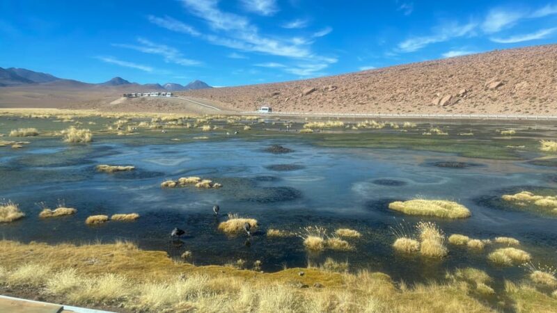From San Pedro De Atacama: Tatio Geysers and Machuca Tour - Customer Reviews