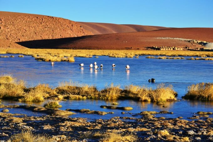 From San Pedro De Atacama: Tatio Geysers and Machuca Tour - Wetland Observation