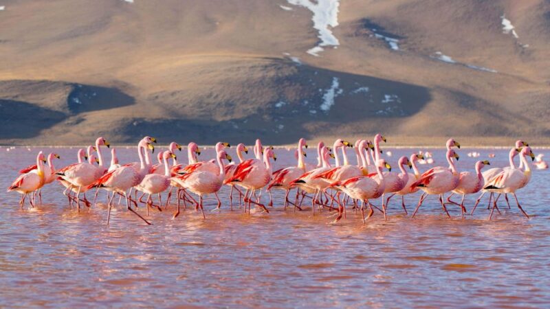 From San Pedro De Atacama: Uyuni Salt Flat 4-Days - Itinerary Highlights