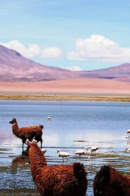 From San Pedro De Atacama: Uyuni Salt | Semi Private 4d/3n - Duration and Pricing