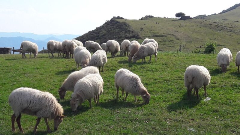 From San Sebastian: Basque-France Coastline Private Tour - Learning the Rich History and Culture