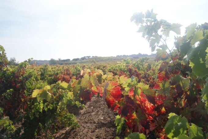 From San Sebastian/Bilbao/Vitoria: La Rioja Wineries Tour - Winery Visits and Tastings