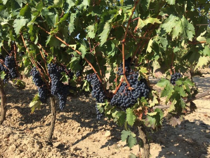 From San Sebastian/Bilbao/Vitoria: Rioja Wine Tour With Lunch - Key Points