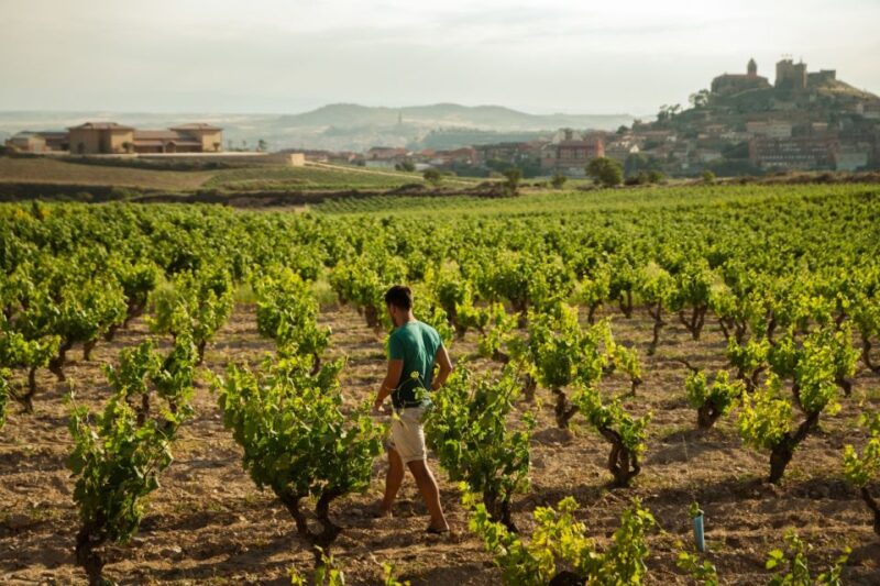 From San Sebastian: La Rioja Wine Region Day Tour - Key Points