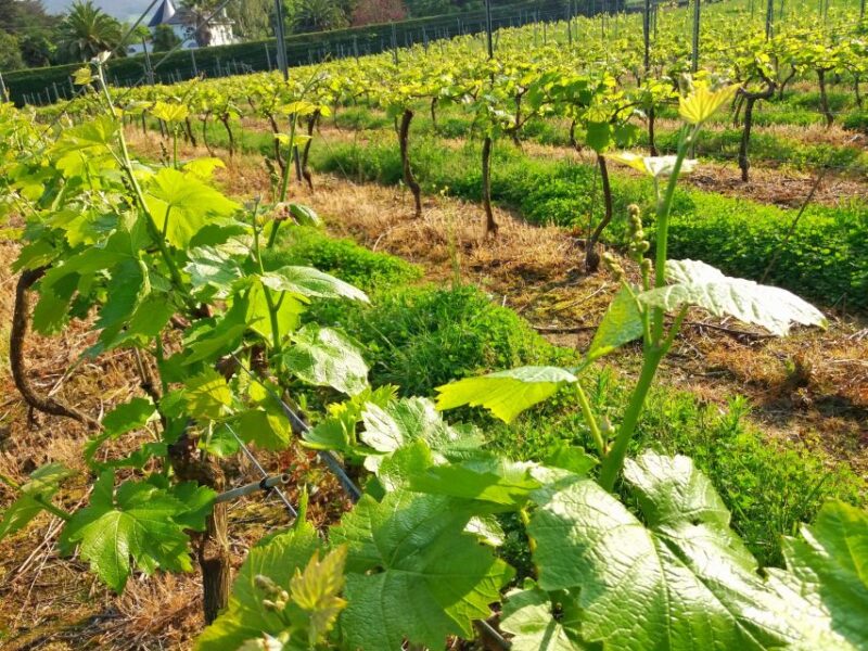 From Santander: Gastronomic Tour - Bodegas Vidular Vineyard