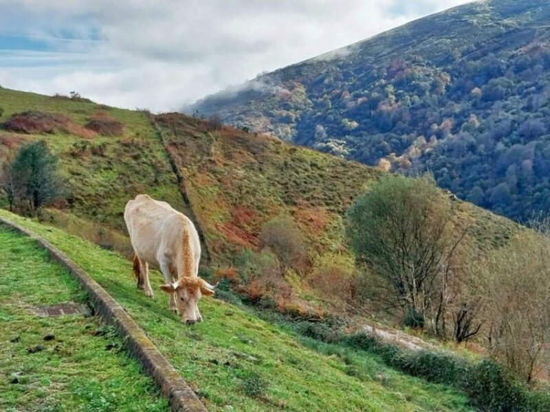 From Santander or Torrelavega: Soplao Cave Excursion - Highlights of the Tour