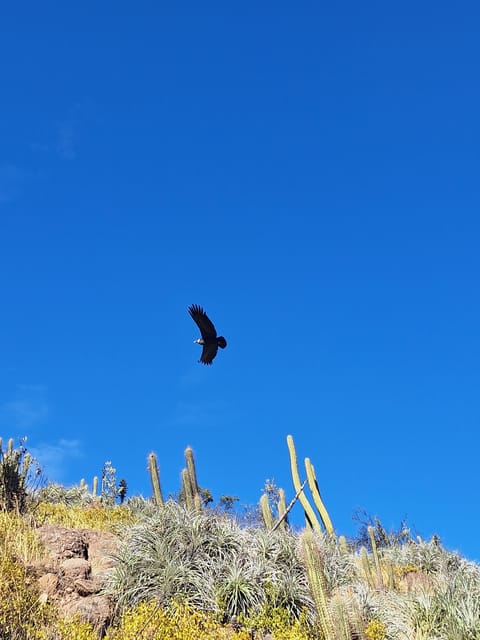 From Santiago: Andes Lookout, Half-Day Hike - Frequently Asked Questions